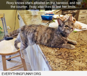 funny cat pictures cat allowed on stool not counter testing limits