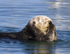 sea otter saying prayers