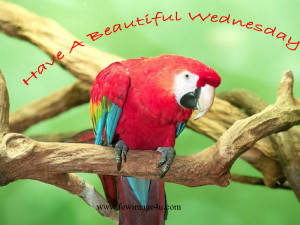 Scraps Happy Wednesday Quotes Flash Facebook