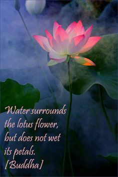 Water surrounds the Lotus flower...