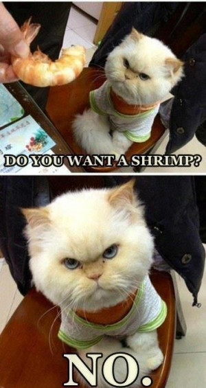 shrimp funny pictures