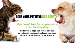 The Importance Pet Dental Care
