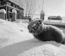 awn-cat-frozen-sad-snow-so-cold--73781.jpg