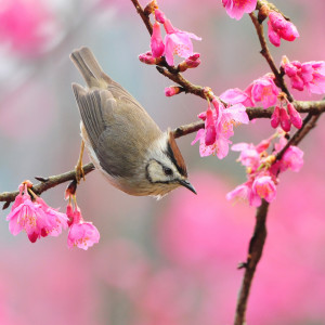 Beautiful Spring Photography for Your Inspiration