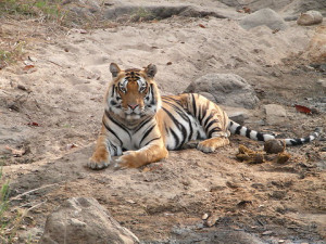 Research Cut Short in Indian Tiger Preserves