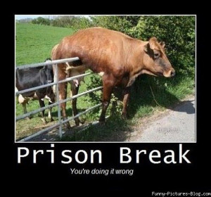 Funny Pictures and LOL Fence, Well Crap, Laugh, Funny Pictures, Funny ...
