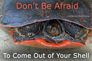 To Come Out of Your Shell http://inspirit365.com/turtle-come-out ...
