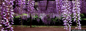 Purple Nature Facebook
