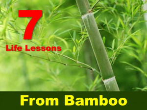Life Lessons From Bamboo