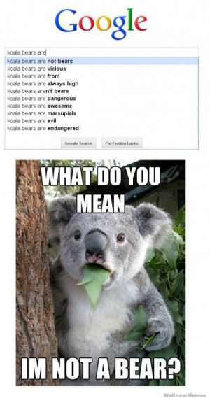 Koala Bears are not bears What do you mean Im not a bear?