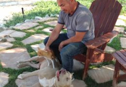 Cesar Millan with dogs Taco and Sonic