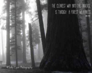Typographic Print, Forest Photograp hy with John Muir Quote, Sequoia ...