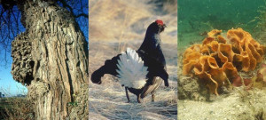 Biodiversity Examples