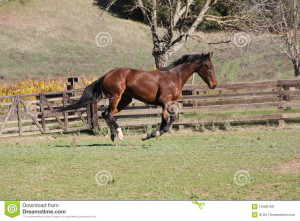 Thoroughbred Horse The Grass