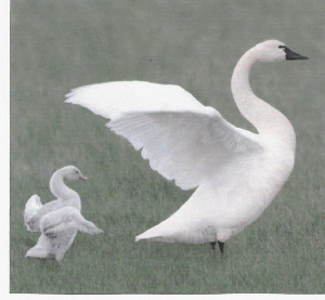 Learning from those who walk before me, like the beauties in this ...