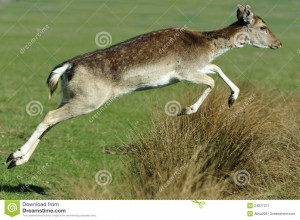 Young Fallow Deer jumping across a ditch.