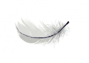 white feather | Perfect White Feather