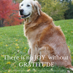 Gratitude is more than an Attitude, it is a Lifestyle.