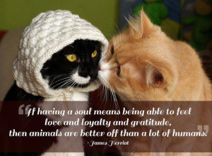 21 Great Quotes about Pets — After reading these quotes you will ...