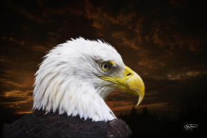 Bald Eagle Freedom