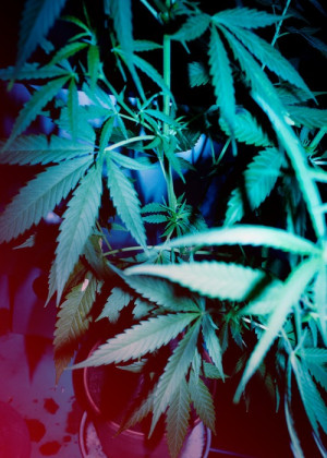 tumblr weed marijuana smoke cannabis Amsterdam