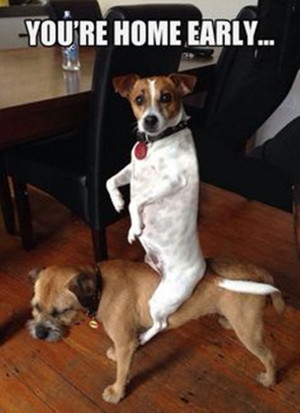 Funny Dog Pictures with Captions You Should Never Miss Today