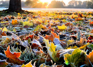 autumn, frost, ground, leaves, nature, photography, sunny
