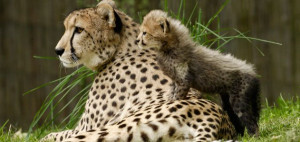 ... female cheetahs, gave birth to six cubs. (Jessie Cohen, National Zoo