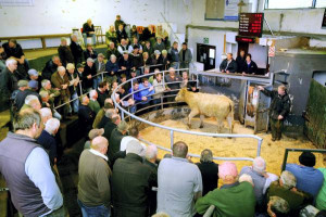 Northern Ireland Beef and Spring lamb quotes week ending 23 May 2015