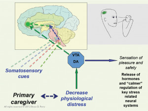 Bruce Perry Trauma and Attachment