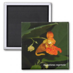 Jewel-weed 2 Inch Square Magnet