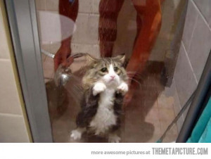 Funny photos funny cat crying shower
