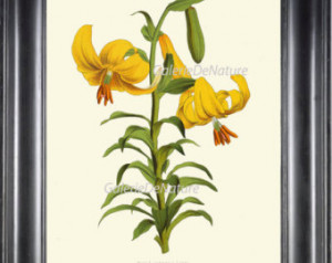 PRINT Flower Art P28 4x6 5x7 8x10 11x14 Beautiful Antique Yellow ...