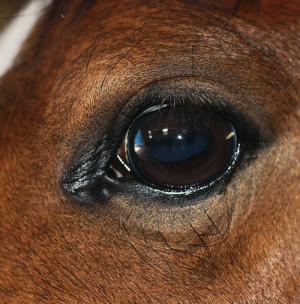 Horse Eye Motivational Posters