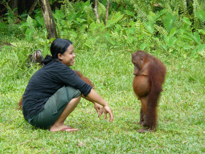 photo humour insolite bébé orang-outan bétise