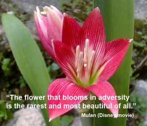 ... Blooms In Adversity Is The Rarest And Most Beautiful Of All - Mulan