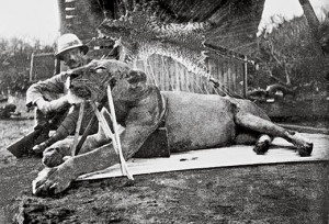James Henry Patterson posa junto a uno de los temibles leones.