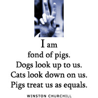 jackthelads store > Winston Churchill quotes > Fond of pigs