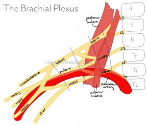 brachial plexus for students