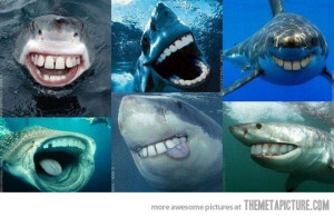 Funny photos funny sharks with teeth