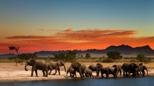 Herd of Elephants in African savanna
