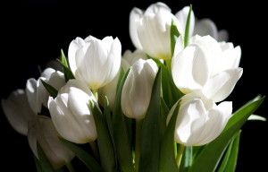 White flowers Wallpapers Pictures Photos Images