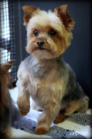 Cute Yorkie Haircuts This image include: cute,