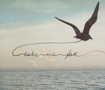 free, freedom, ocean, sea, seagull