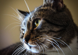 And if you don’t have a pet or can’t get one right now, you can ...