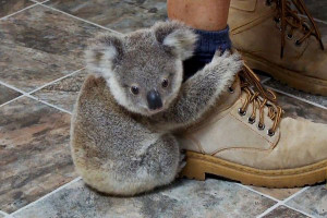 Cute Baby Animals Of Australia