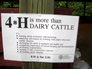 Show Cattle Quotes 4-h is more than dairy cattle.