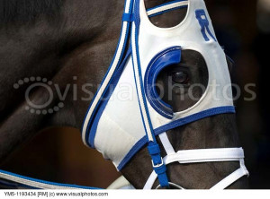 Thoroughbred Race Horse wearing blinders which prevent the horse from ...