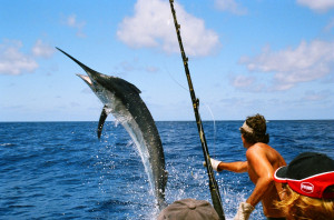 deep sea offshore fishing in tampa fl if you are a serious deep sea ...