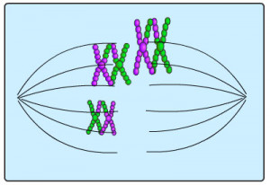 Homologous Chromosomes Life